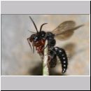 Smicromyrme rufipes - Rotbeinige Spinnenameise 06b 5-9mm Paarung.jpg